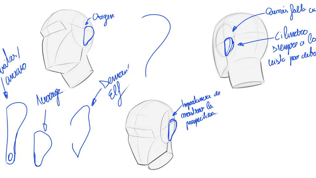 Anatomy 11