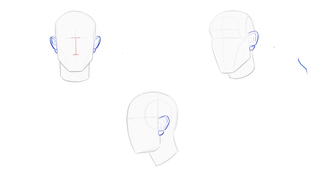 Anatomy 12